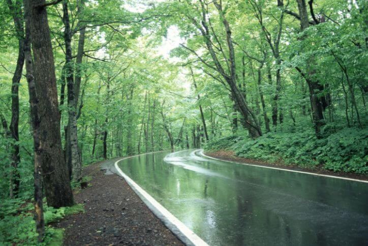 A wet highway curves through a green forest.