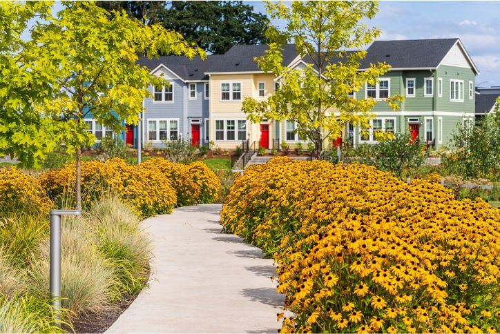 Several bushes of bright yellow flowers line a sidewalk at Reed’s Crossing in Hillsboro, Oregon.