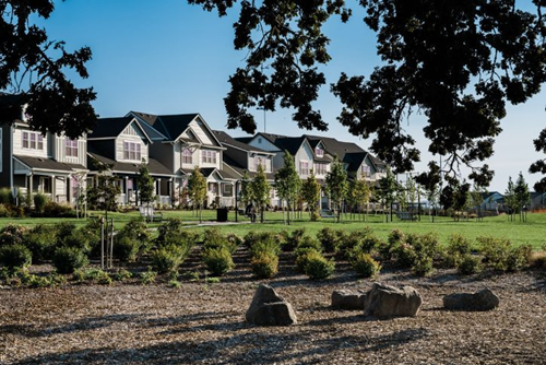A towering historic oak tree at Tamarack Park watches over nearby homes in Reed’s Crossing.