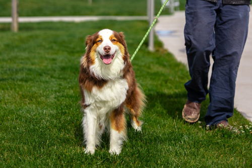 An Australian Shepherd happily poses for the camera while on leash at one of the 10 parks at Reed’s Crossing.
