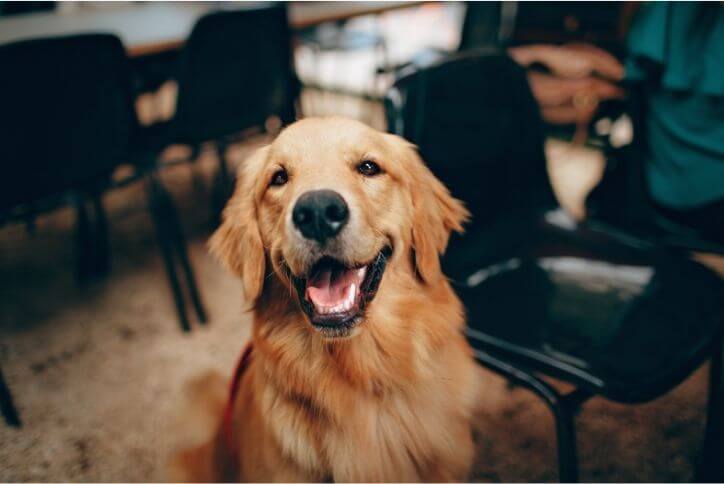 Alt text: A golden retriever smiling inside a restaurant.