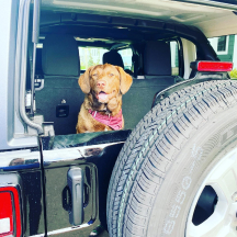 Dog in a Jeep