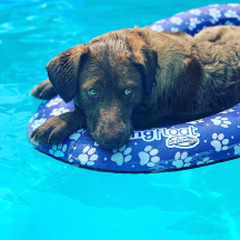 Dog in the pool