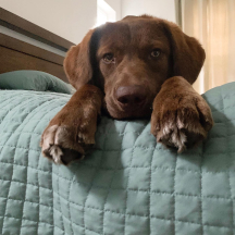 Chocolate lab puppy