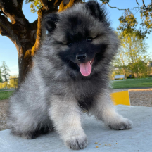 Fluffy puppy