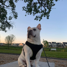 French Bulldog wearing a harness