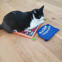 Cat laying down on birthday