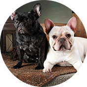 two french bulldogs