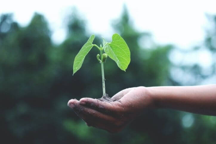 A hand holding a small green tree sapling.