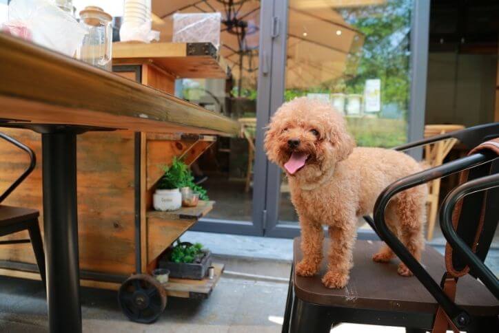 A toy poodle standing on a chair in an outdoor patio.