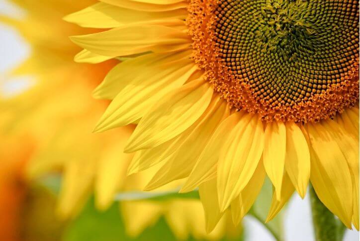 A close-up photo of a yellow sunflower.