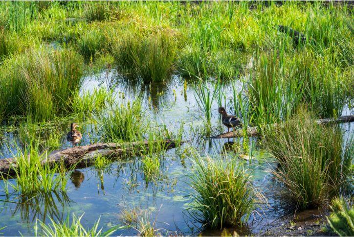 Two ducks stand on a log in the Reed’s Crossing Greenway in South Hillsboro.