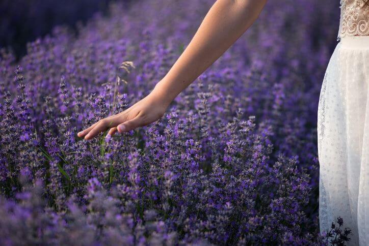 Close-up of a woman’s hand brushing through a field of purple lavender.