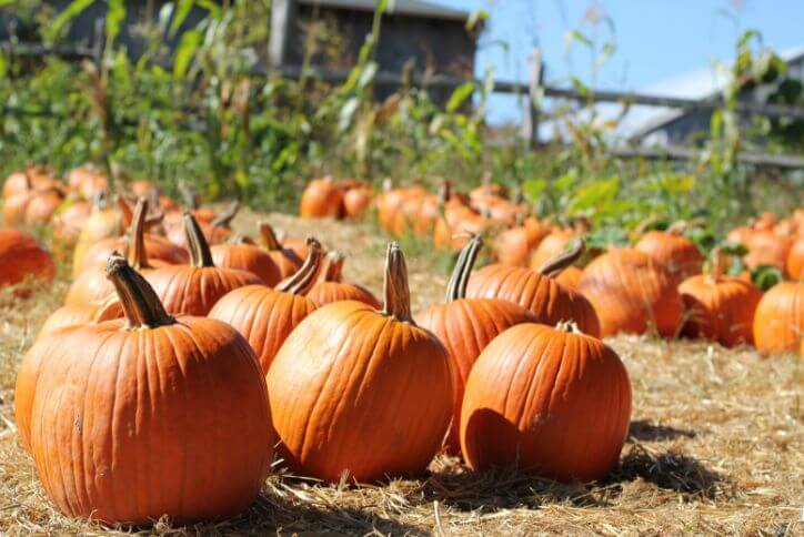 Groups of pumpkins scattered throughout a pumpkin patch.