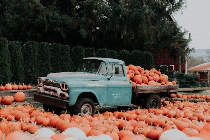 An old-fashioned blue pickup truck loaded with pumpkins sits in a pumpkin patch.