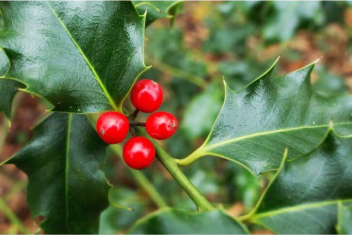 Close-up of a holly leaf with red berries in the center.