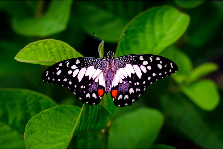 Close-up of a butterfly with black and white wings against a background of green leaves.