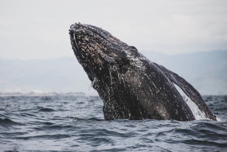 A gray whale breaches the surface of dark ocean waters.