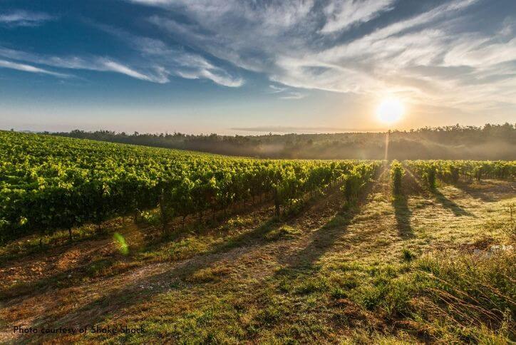 The sun sets over rows of grapes in a vineyard.