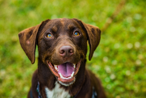A close-up shot of a brown and white dog smiles for the camera.