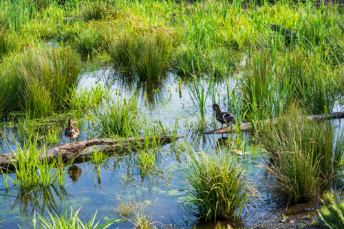Two ducks stand on a log in the wetlands of the Reed’s Crossing Greenway.