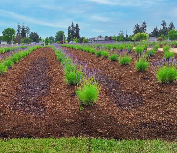 Open Space at Reed's Crossing in Hillsboro, Oregon