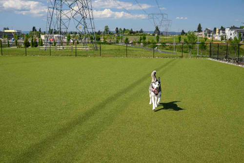 A husky dog frolics on the artificial turf at Reed’s Crossing Dog Park in Hillsboro, Oregon.