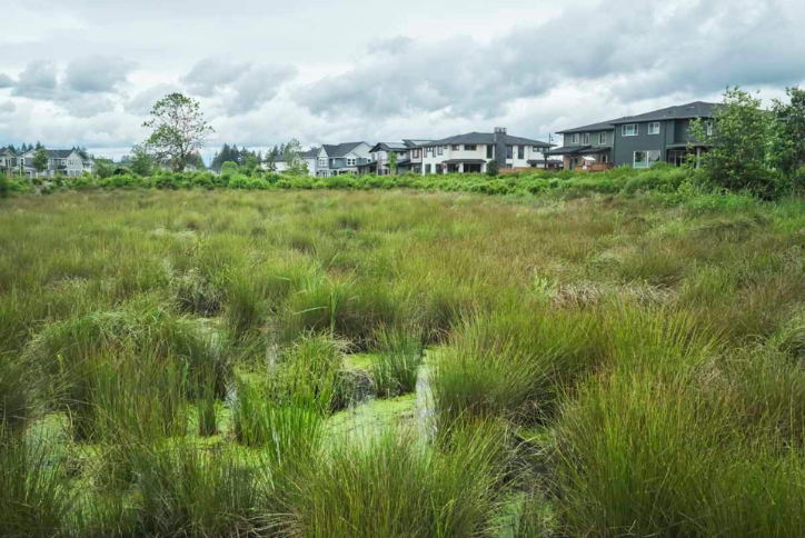 Tall grass grows in the wetland area of the Greenway at Reed’s Crossing.