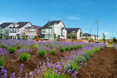 Rows of purple blooms in the lavender garden at Reed’s Crossing.